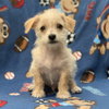Skippy - Family Ties Litter