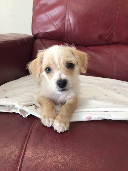 Skippy - Family Ties Litter