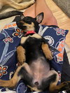 Thumbelina