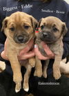 Bessie Coleman - Aviator Litter