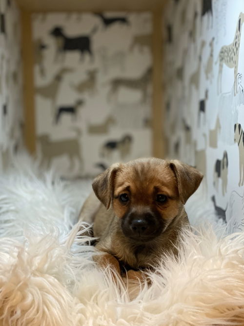 Bessie Coleman - Aviator Litter