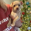 Jimmy Doolittle - Aviator Litter