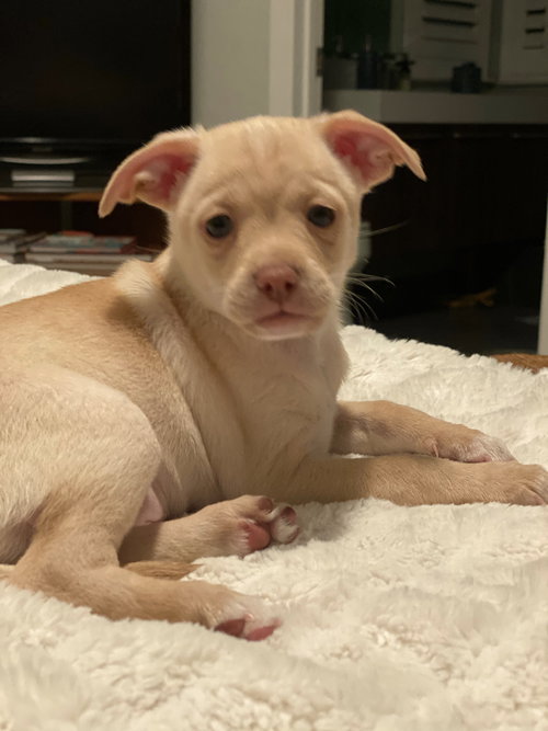 Jimmy Doolittle - Aviator Litter