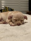 Jimmy Doolittle - Aviator Litter