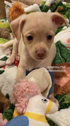Jimmy Doolittle - Aviator Litter