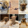 Jimmy Doolittle - Aviator Litter