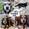 Jimmy Doolittle - Aviator Litter
