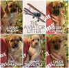 Louise Thaden - Aviator Litter