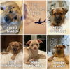 Chuck Yeager - Aviator Litter