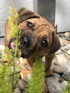 Asha