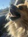 Simba