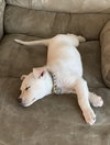 Nova