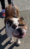 Seamus