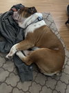 Seamus