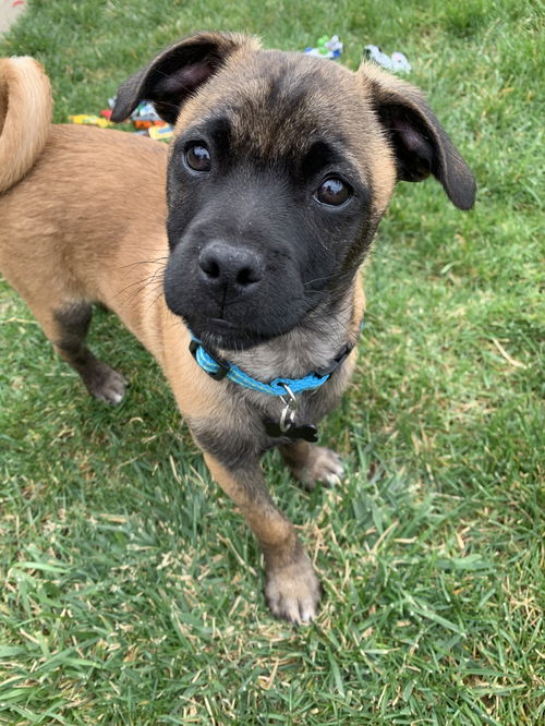 Rex