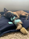 Rex