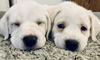 Nellie - The N Litter