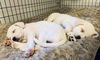 Nellie - The N Litter