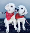 Nellie - The N Litter
