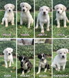 Nyla - The N Litter