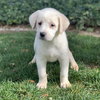 Nyla - The N Litter