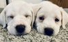 Nyla - The N Litter
