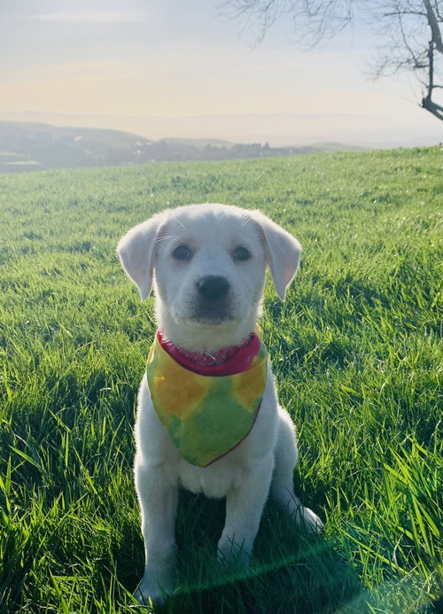 Nyla - The N Litter