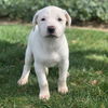 Nikita - The N Litter