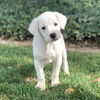 Nash - The N Litter