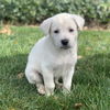 Napoleon - The N Litter