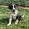 Noah - The N Litter