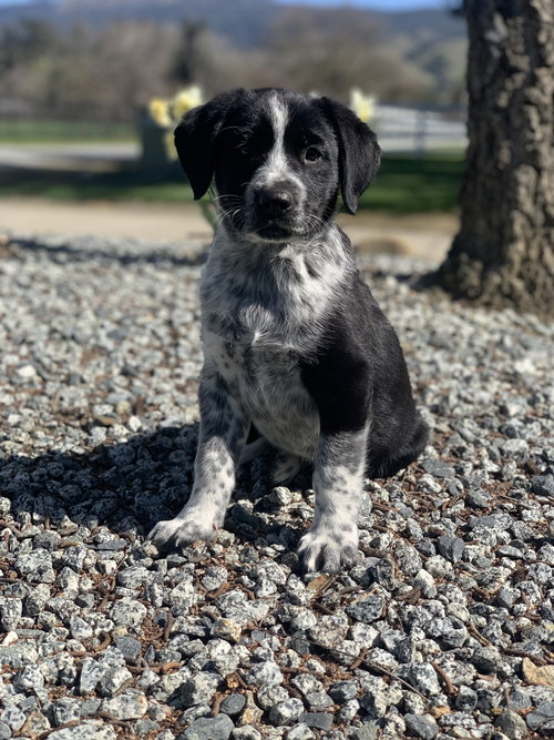 Noah - The N Litter