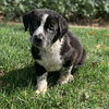 Nolan - The N Litter