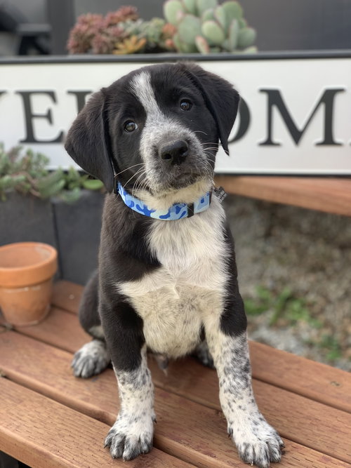 Nolan - The N Litter