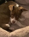 Ruby - Precious Gemstones Litter