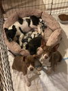 Ruby - Precious Gemstones Litter