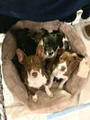 Ruby - Precious Gemstones Litter