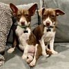 Ruby - Precious Gemstones Litter