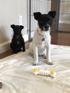Diamond - Precious Gemstones Litter