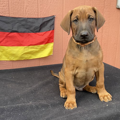 Kolsch - German Litter