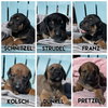 Dunkel - German Litter