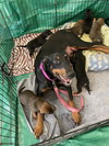 Dunkel - German Litter