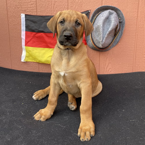 Dunkel - German Litter