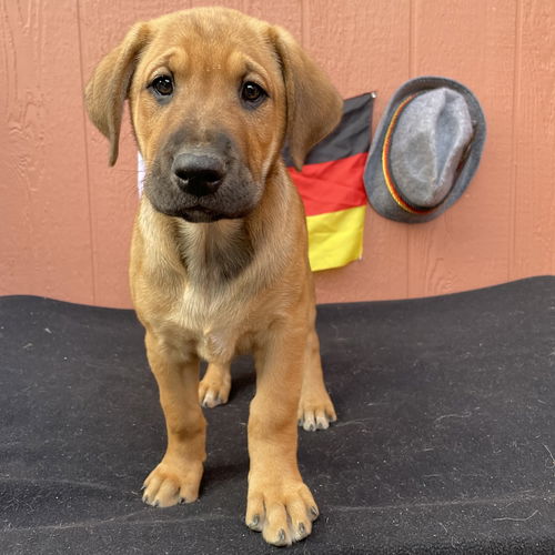Pretzel - German Litter