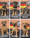 Schnitzel - German Litter