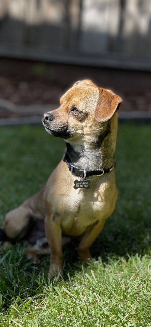 Archie