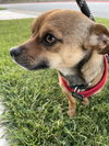 Archie
