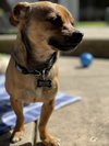 Archie