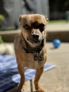 Archie