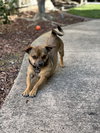 Archie